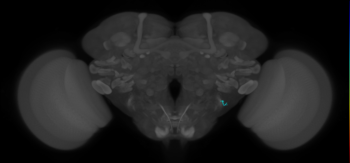 JO-A/B/C (FlyEM-HB:2472354934)