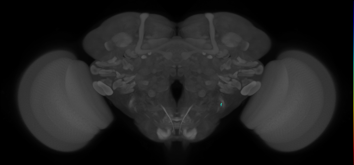 JO-A/B/C (FlyEM-HB:2470999476)