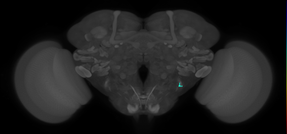 JO-A/B/C (FlyEM-HB:2501693123)