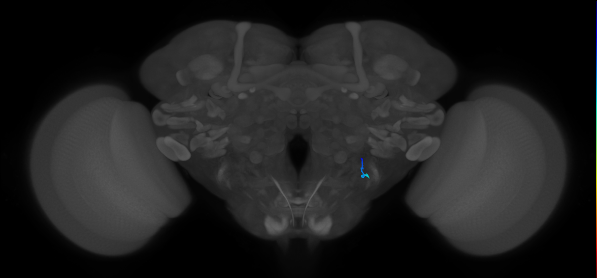 JO-A/B/C (FlyEM-HB:5813008197)