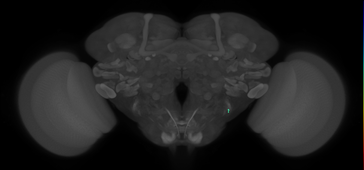 JO-A/B/C (FlyEM-HB:2532041662)