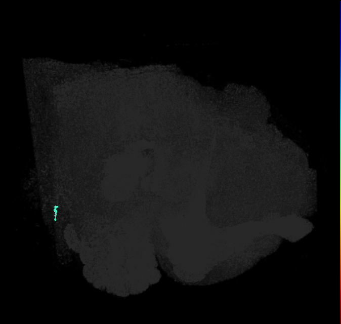 JO-A/B/C (FlyEM-HB:2534087947)