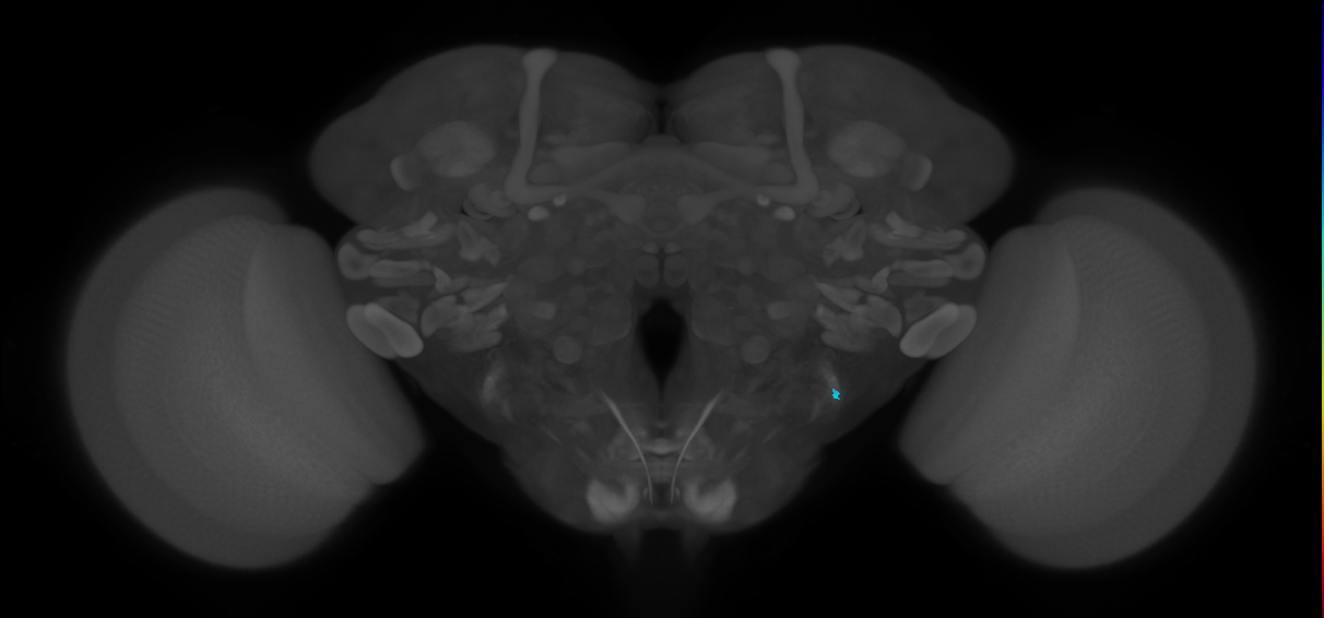 JO-A/B/C (FlyEM-HB:2534087947)