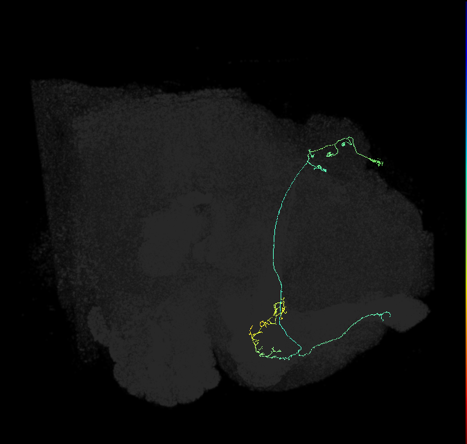 KCa&bsol;'b&bsol;'-ap1_R (FlyEM-HB:5813021822)