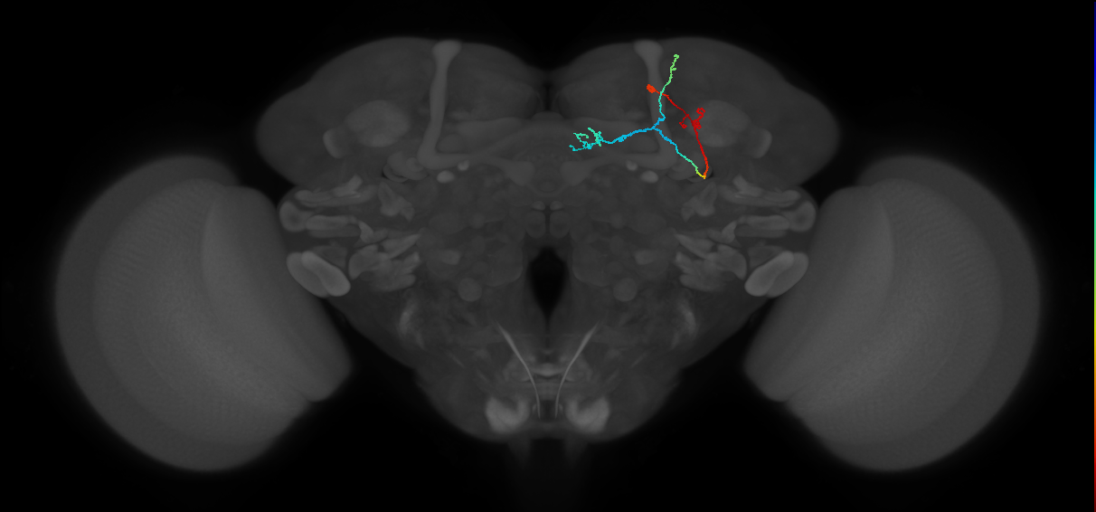 KCa&bsol;'b&bsol;'-ap1_R (FlyEM-HB:5813078323)