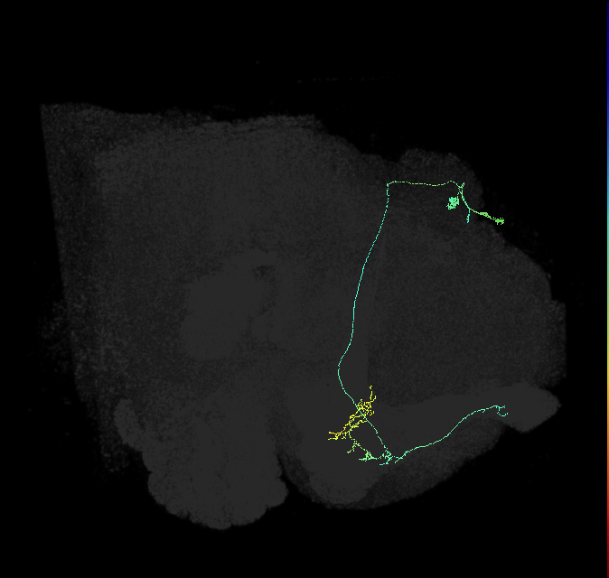 KCa&bsol;'b&bsol;'-ap1_R (FlyEM-HB:518869381)
