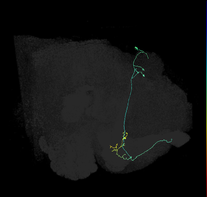 KCa&bsol;'b&bsol;'-ap1_R (FlyEM-HB:5813111042)