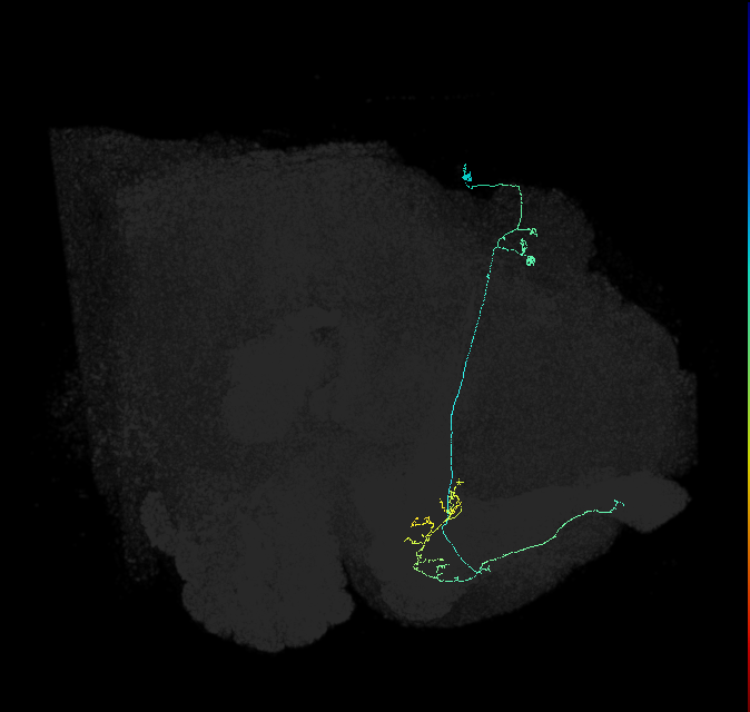 KCa&bsol;'b&bsol;'-ap1_R (FlyEM-HB:5813035613)