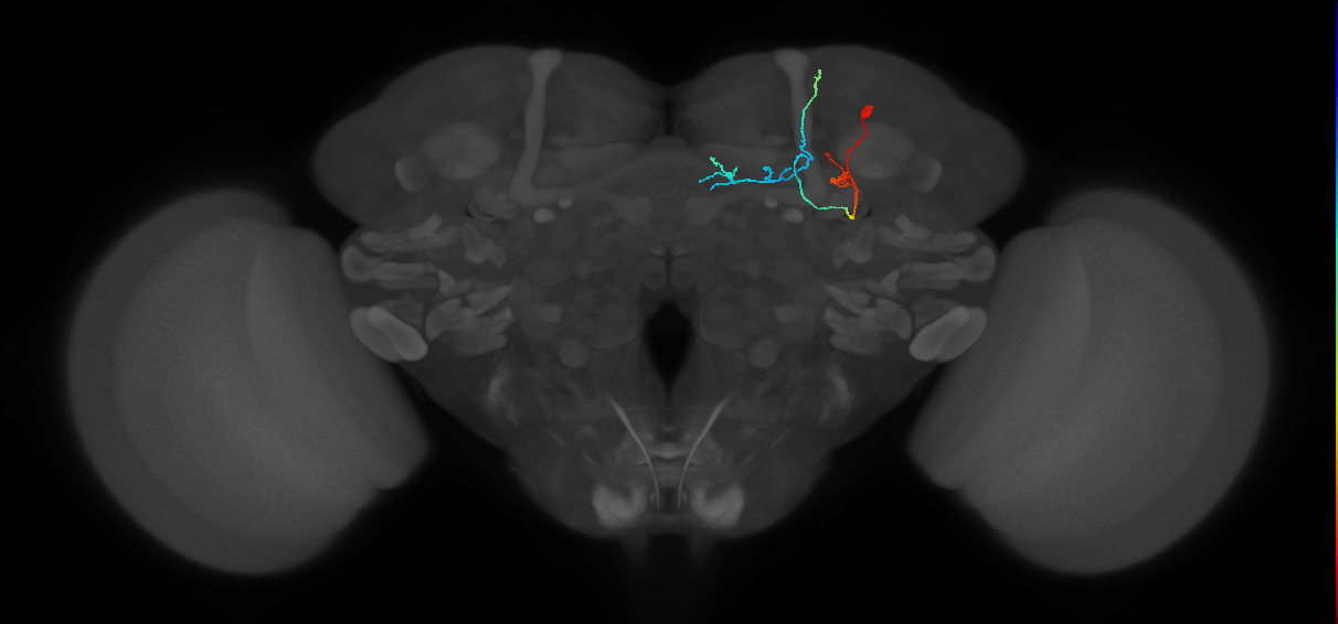 KCa&bsol;'b&bsol;'-ap1_R (FlyEM-HB:1169657925)