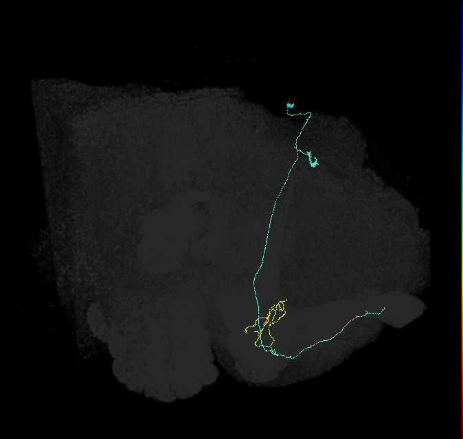 KCa&bsol;'b&bsol;'-ap1_R (FlyEM-HB:5812981164)