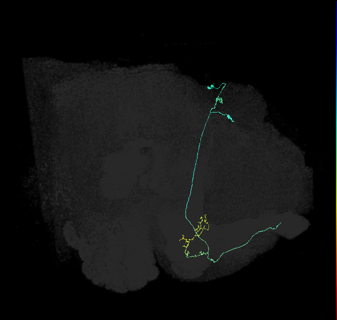 KCa&bsol;'b&bsol;'-ap1_R (FlyEM-HB:1001453586)