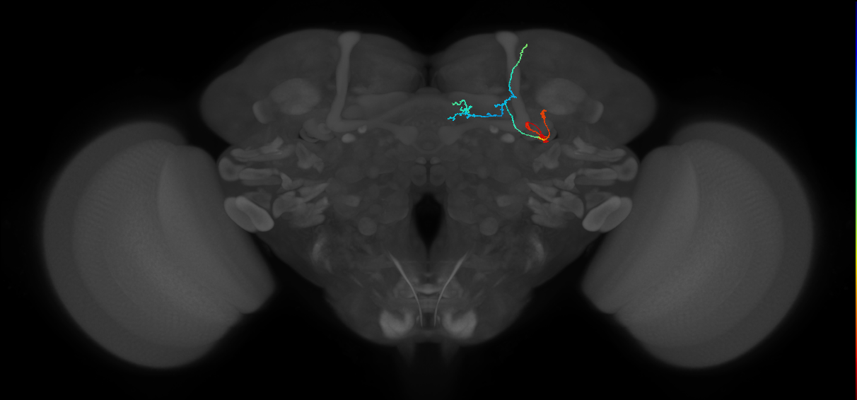 KCa&bsol;'b&bsol;'-ap1_R (FlyEM-HB:1001453586)