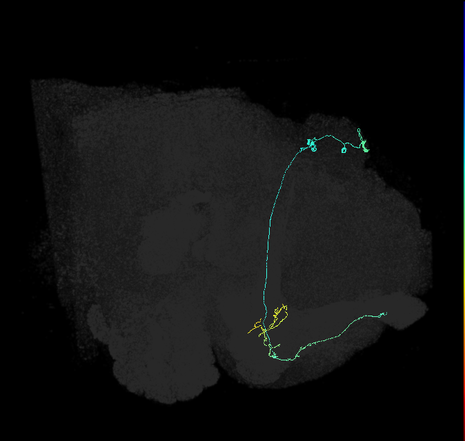 KCa&bsol;'b&bsol;'-ap1_R (FlyEM-HB:5812981348)