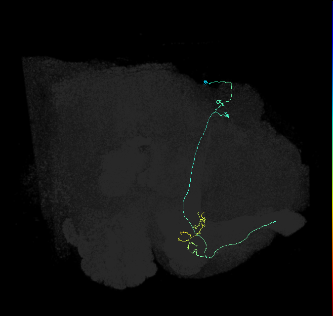 KCa&bsol;'b&bsol;'-ap1_R (FlyEM-HB:1080579786)