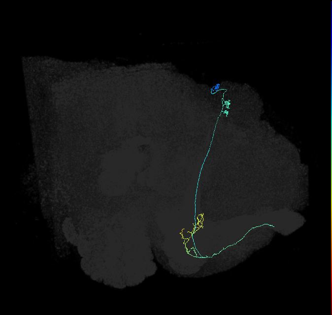 KCa&bsol;'b&bsol;'-ap1_R (FlyEM-HB:1018510191)