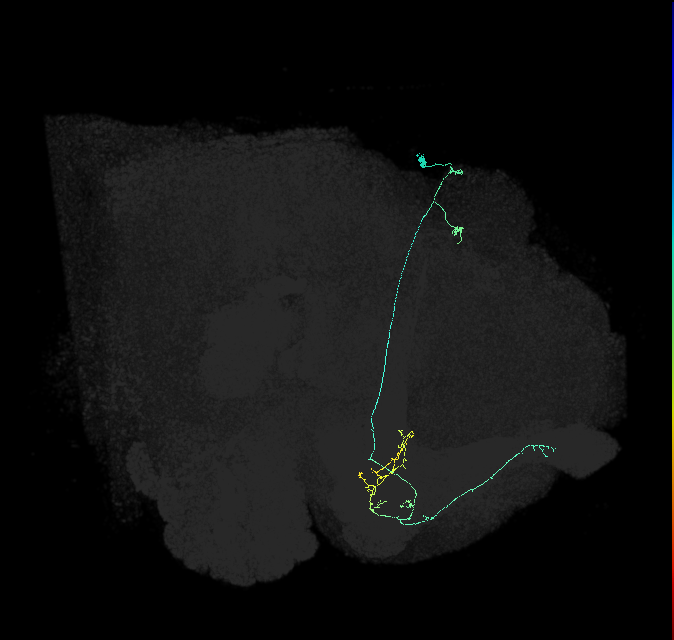 KCa&bsol;'b&bsol;'-ap1_R (FlyEM-HB:1111947403)