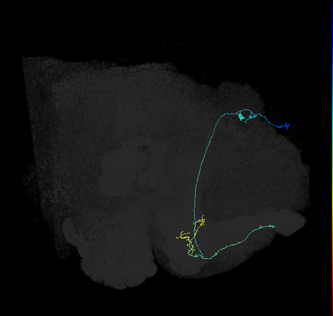 KCa&bsol;'b&bsol;'-ap1_R (FlyEM-HB:1049549412)