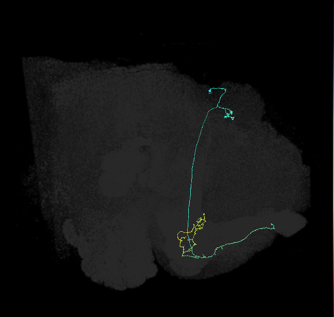 KCa&bsol;'b&bsol;'-ap1_R (FlyEM-HB:1170335262)