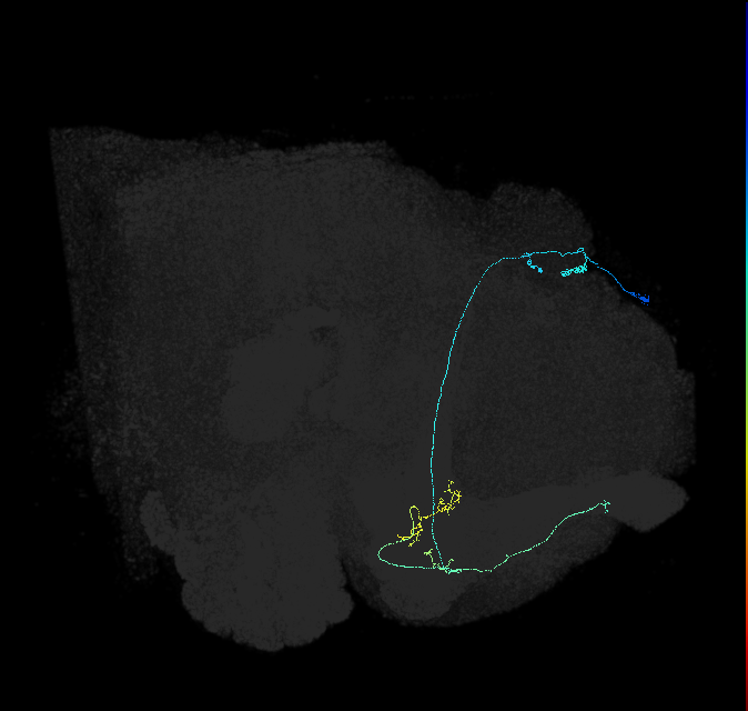 KCa&bsol;'b&bsol;'-ap1_R (FlyEM-HB:5813021809)