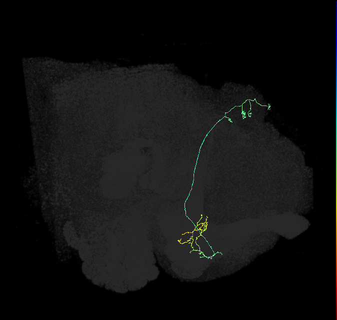 KCa&bsol;'b&bsol;'-ap1_R (FlyEM-HB:723508068)
