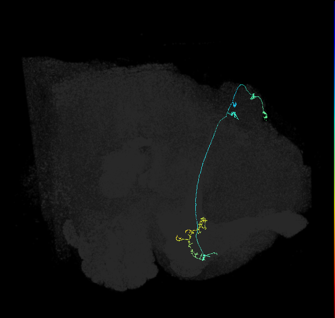 KCa&bsol;'b&bsol;'-ap1_R (FlyEM-HB:831273286)