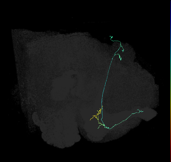 KCa&bsol;'b&bsol;'-ap2_R (FlyEM-HB:5813020052)