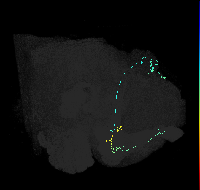 KCa&bsol;'b&bsol;'-ap2_R (FlyEM-HB:5813077583)