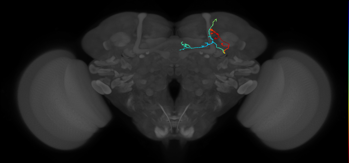 KCa&bsol;'b&bsol;'-ap2_R (FlyEM-HB:1200700424)