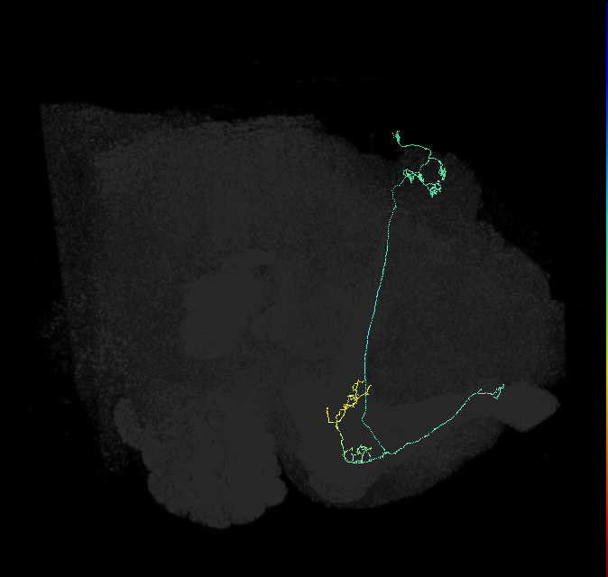 KCa&bsol;'b&bsol;'-ap2_R (FlyEM-HB:5813022117)