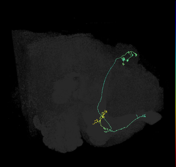 KCa&bsol;'b&bsol;'-ap2_R (FlyEM-HB:5812983544)