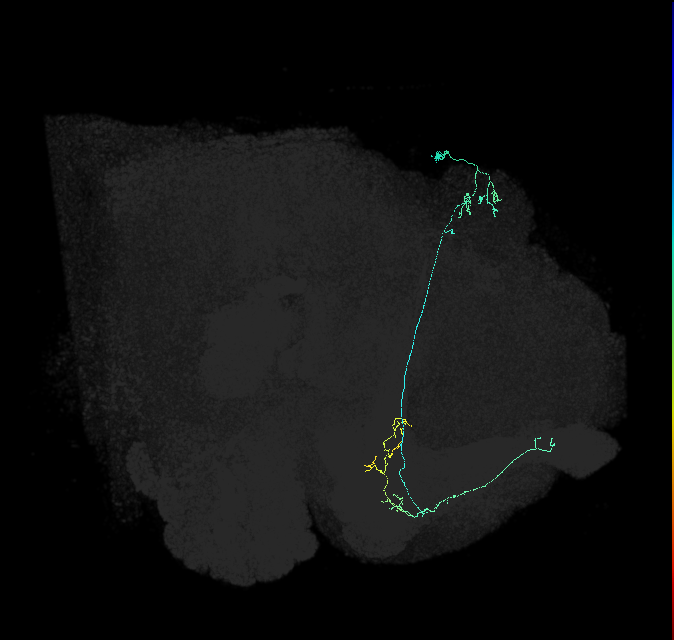 KCa&bsol;'b&bsol;'-ap2_R (FlyEM-HB:5813021848)