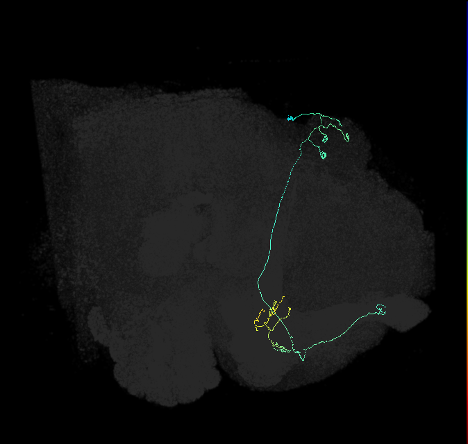 KCa&bsol;'b&bsol;'-ap2_R (FlyEM-HB:5812981586)