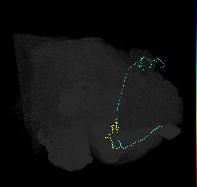 KCa&bsol;'b&bsol;'-ap2_R (FlyEM-HB:5813021779)