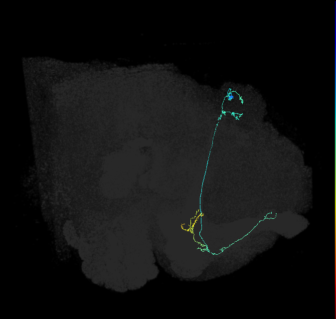 KCa&bsol;'b&bsol;'-ap2_R (FlyEM-HB:1080566792)