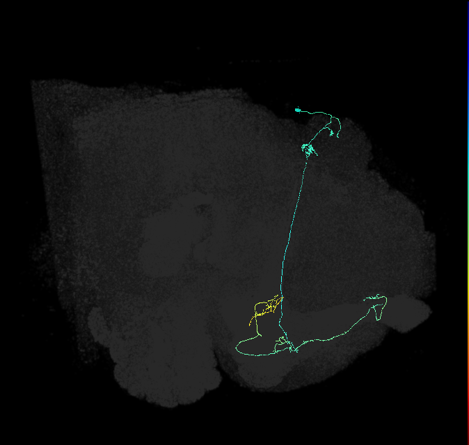 KCa&bsol;'b&bsol;'-ap2_R (FlyEM-HB:5812981275)