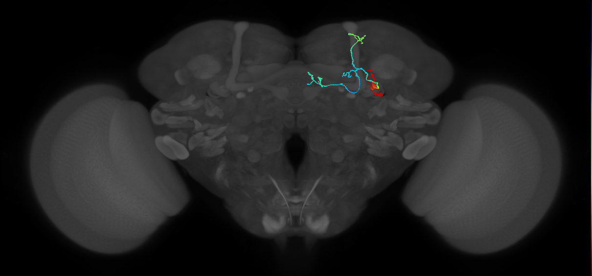 KCa&bsol;'b&bsol;'-ap2_R (FlyEM-HB:5812981275)