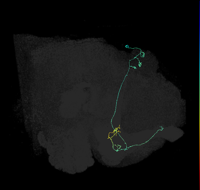 KCa&bsol;'b&bsol;'-ap2_R (FlyEM-HB:5813058215)