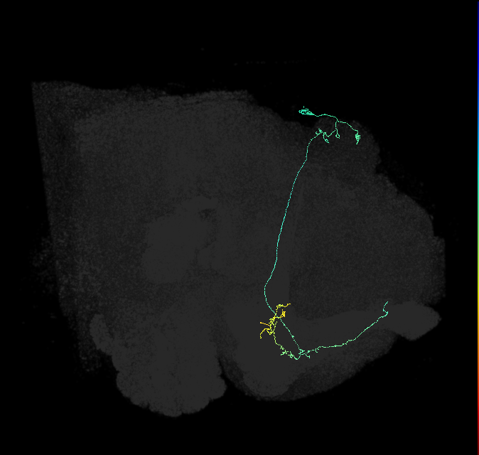 KCa&bsol;'b&bsol;'-ap2_R (FlyEM-HB:1173347968)