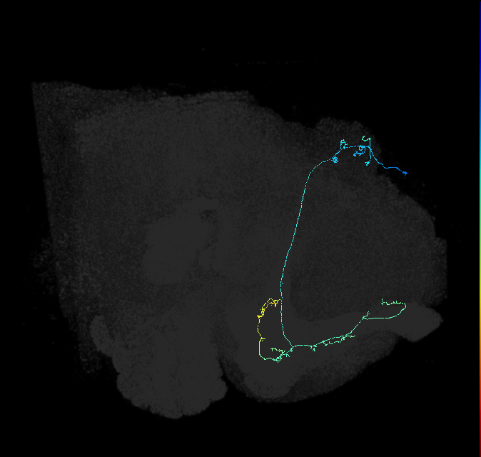 KCa&bsol;'b&bsol;'-m_R (FlyEM-HB:487160828)