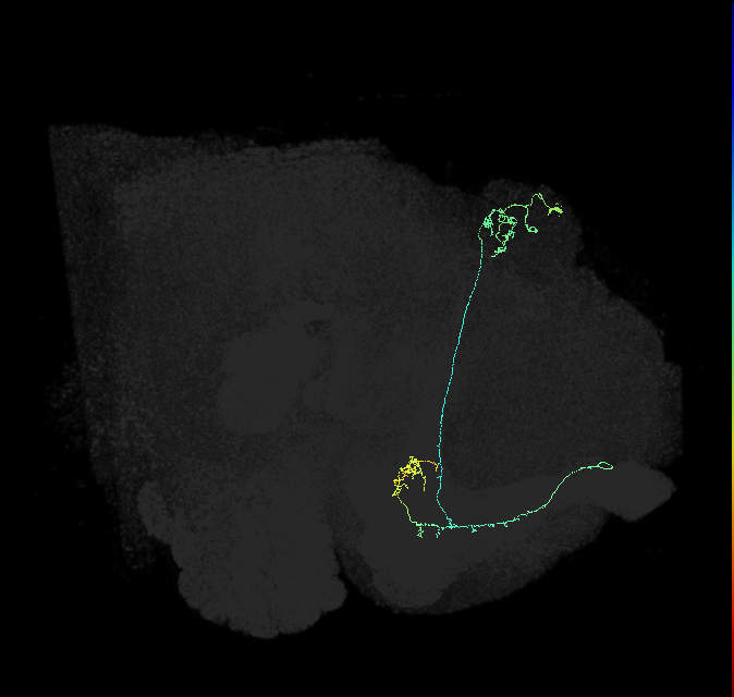 KCa&bsol;'b&bsol;'-m_R (FlyEM-HB:517871837)