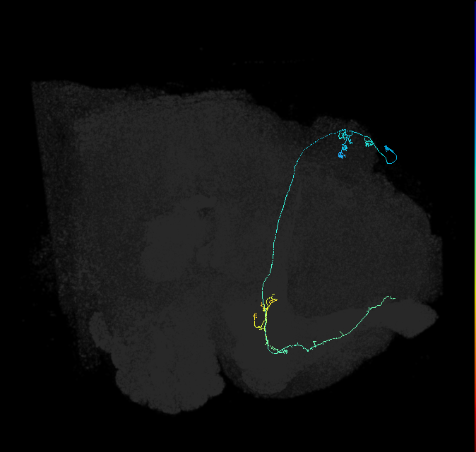 KCa&bsol;'b&bsol;'-m_R (FlyEM-HB:5812981072)