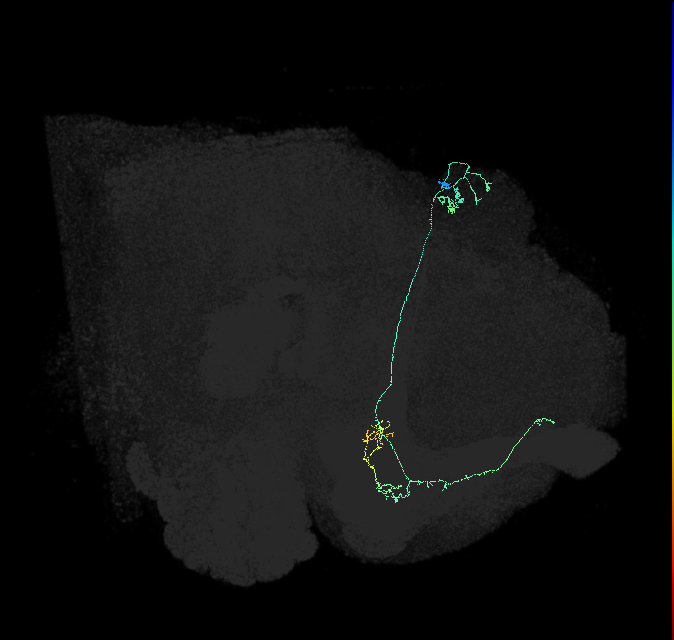 KCa&bsol;'b&bsol;'-m_R (FlyEM-HB:861634934)