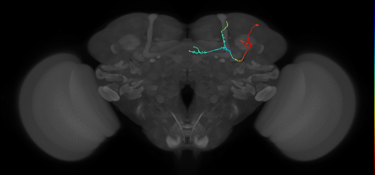 KCa&bsol;'b&bsol;'-m_R (FlyEM-HB:5812981800)