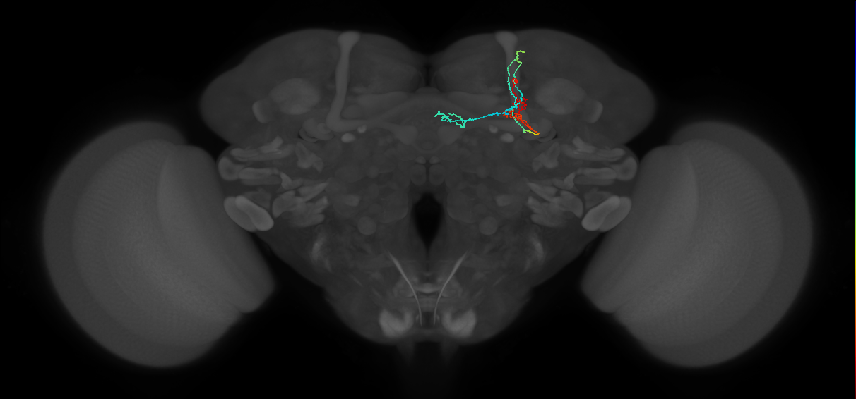 KCa&bsol;'b&bsol;'-m_R (FlyEM-HB:5812982088)