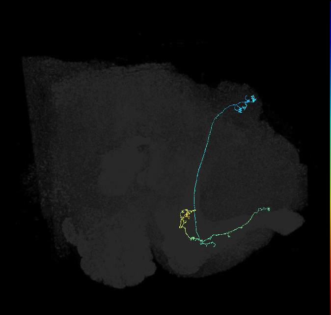 KCa&bsol;'b&bsol;'-m_R (FlyEM-HB:548889938)