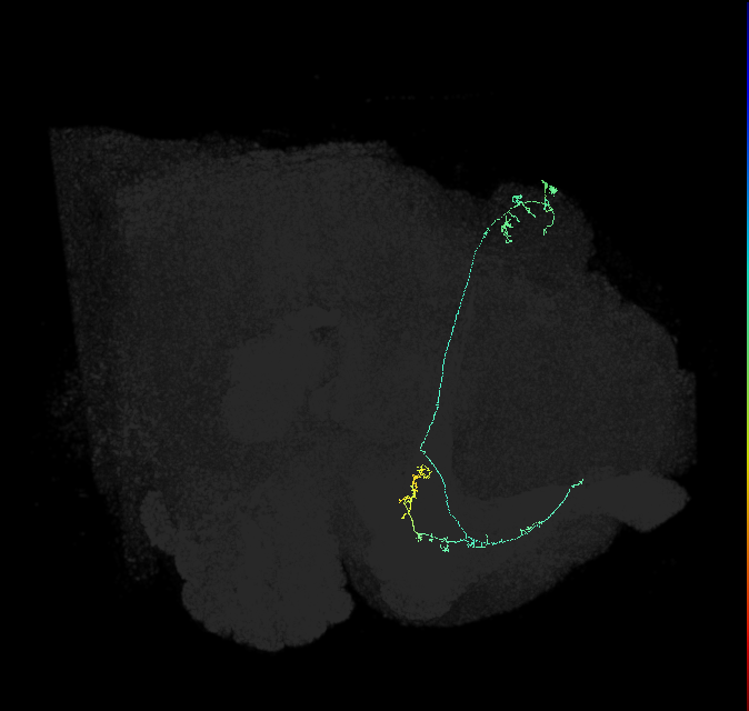 KCa&bsol;'b&bsol;'-m_R (FlyEM-HB:673370525)