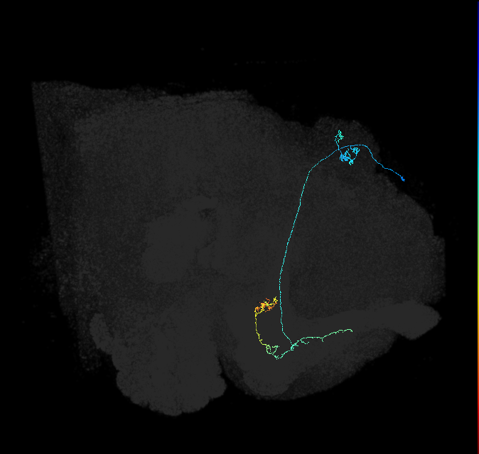 KCa&bsol;'b&bsol;'-m_R (FlyEM-HB:662409505)