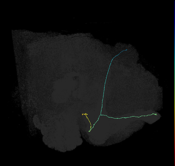 KCab-c_R (FlyEM-HB:829568160)