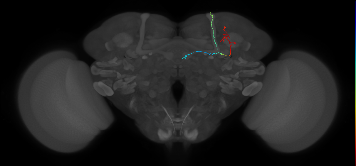 KCab-c_R (FlyEM-HB:5813032946)