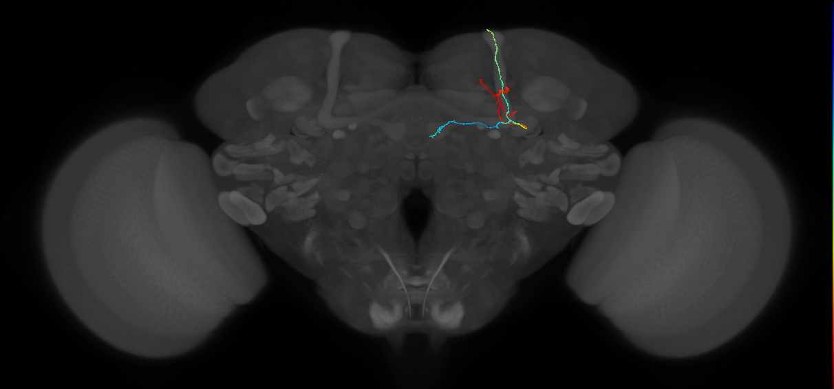 KCab-c_R (FlyEM-HB:891642215)